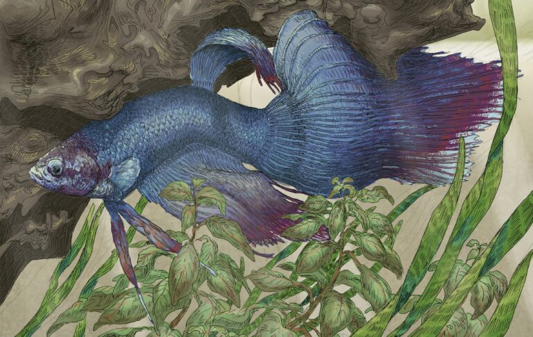 ベタ（ベールテール）のイラスト作品「近影」のメイキングを作者より解説