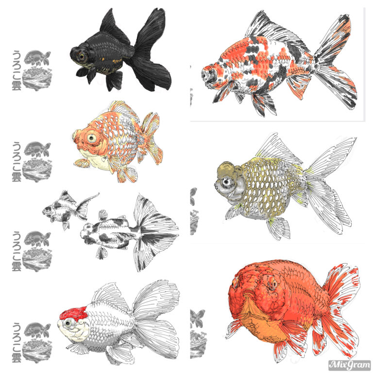 出目金だけじゃない！目が突出している金魚をご紹介