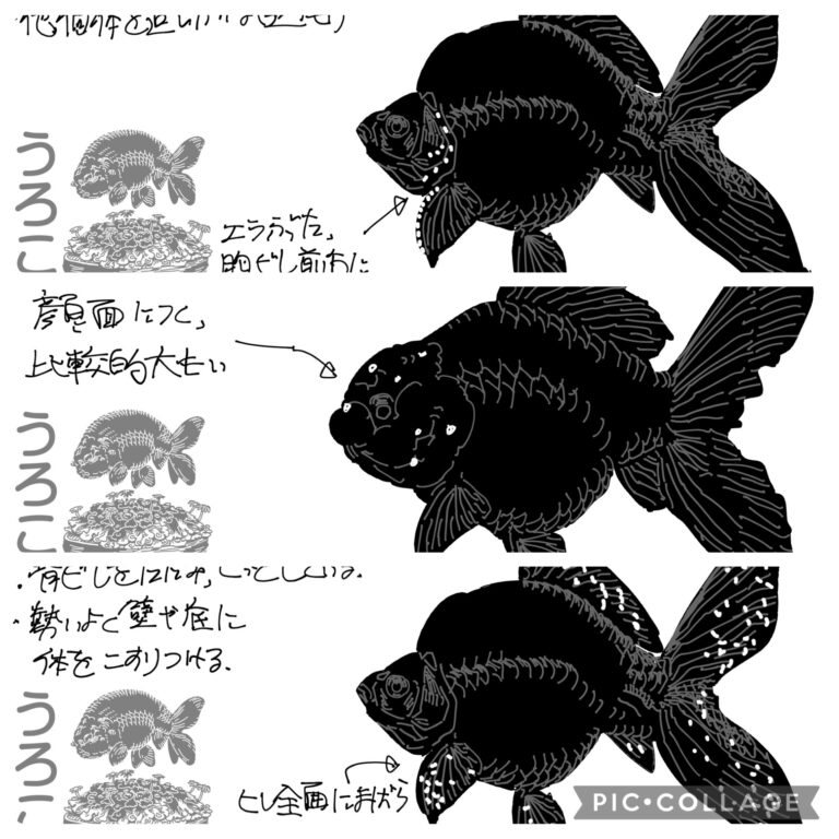 金魚の体に出てくる「白い粒」3選