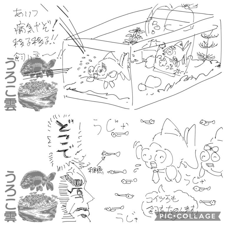 「一つの水槽で2匹以上の金魚を飼いたい」と思った時に気にしてほしいこと3選