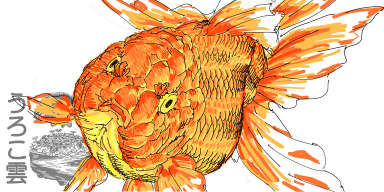 らんちゅうの見所！「肉瘤（にくりゅう）」の付き方をスケッチを交えてご紹介