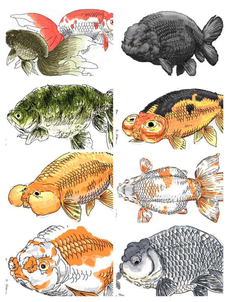 上見で輝く鱗が魅力！個性に満ちた背びれのない体型の金魚をご紹介