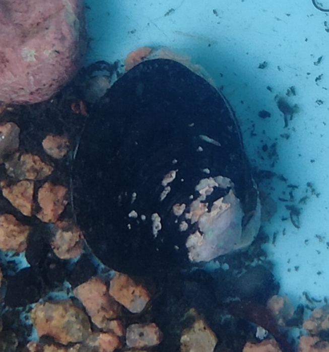 藻のお悩みに応じて対応できる貝が違う！「ろ過摂食」と「グレイザー摂食」を貝の種類と合わせてご紹介