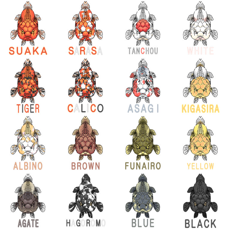 そんな色まであるのか！金魚の体色１６選