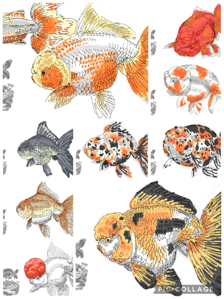 迫力満点！肉瘤がよく発達する金魚16選