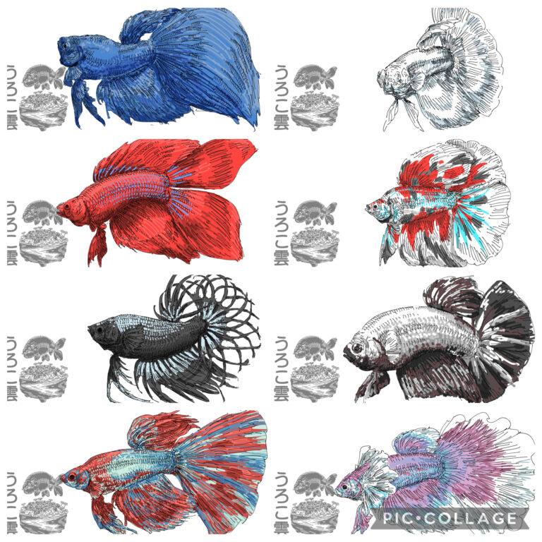 優雅なヒレと動きを楽しむ！改良ベタの品種8選