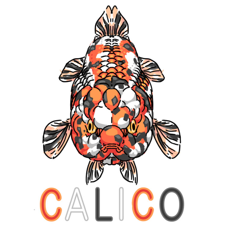 「キャリコ柄」の金魚の扱い方！病気やレイアウトに要注意